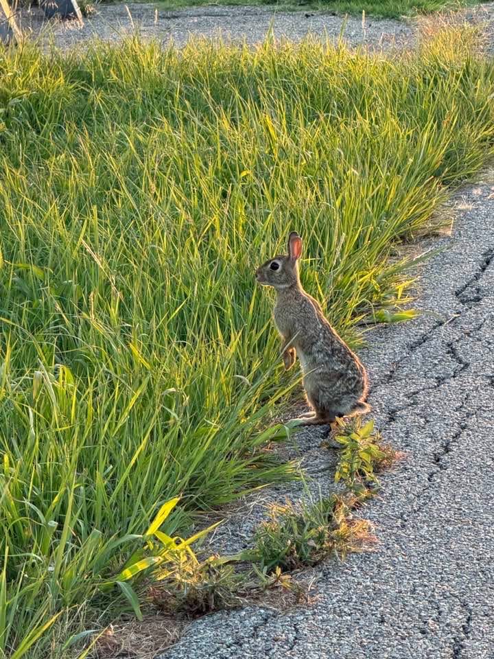 A cottontail rabbit sitting up in tall green grass at the edge of the walking path in evening light