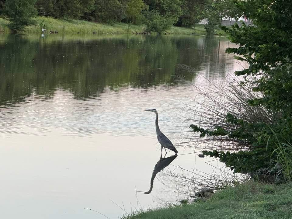 A great blue heron wading in the shallows of the Regency Lakes lake at dusk, reflected in calm water