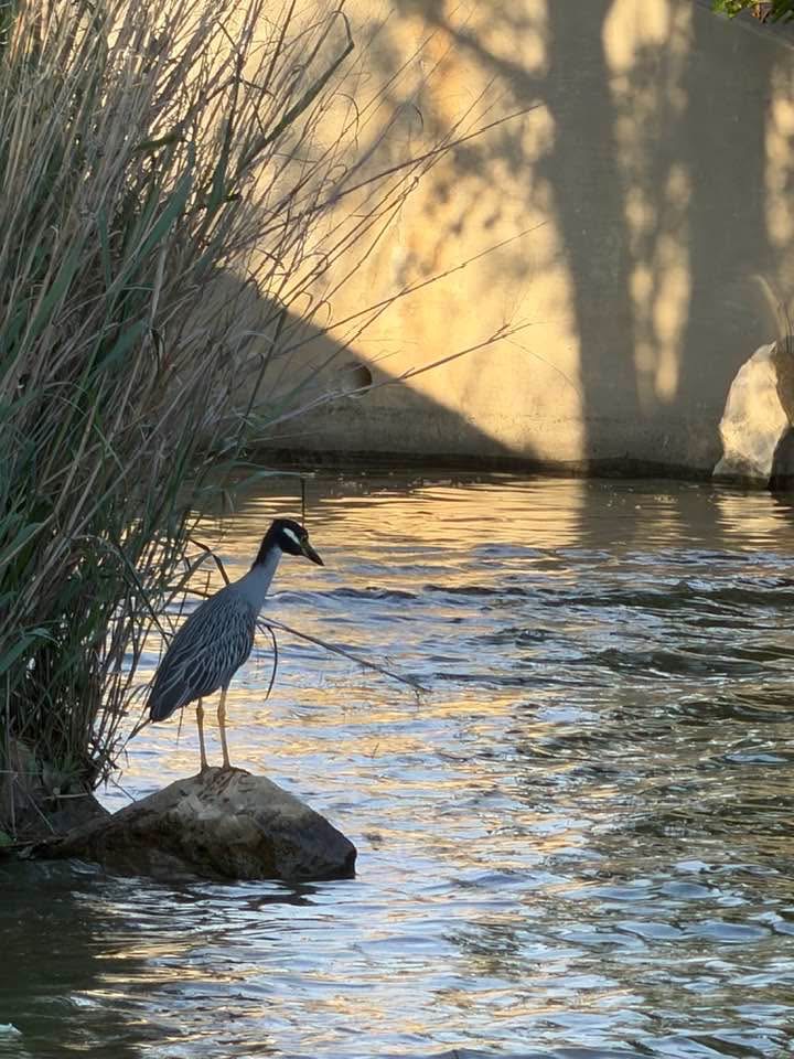 A yellow-crowned night heron standing on a rock beside the spillway, with tall grass behind it